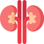 TPCN bổ thận