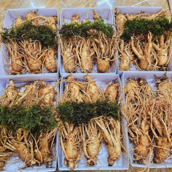 Sâm tươi Hàn Quốc thượng hạng loại 6 củ/kg