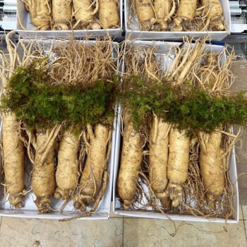 Sâm tươi Hàn Quốc thượng hạng loại 8 củ/kg